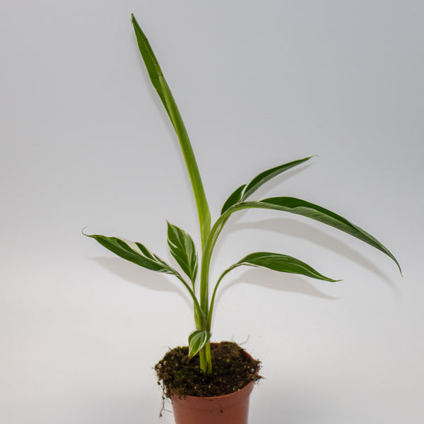 Musa Florida Variegata  Ø10.5cm H35cm