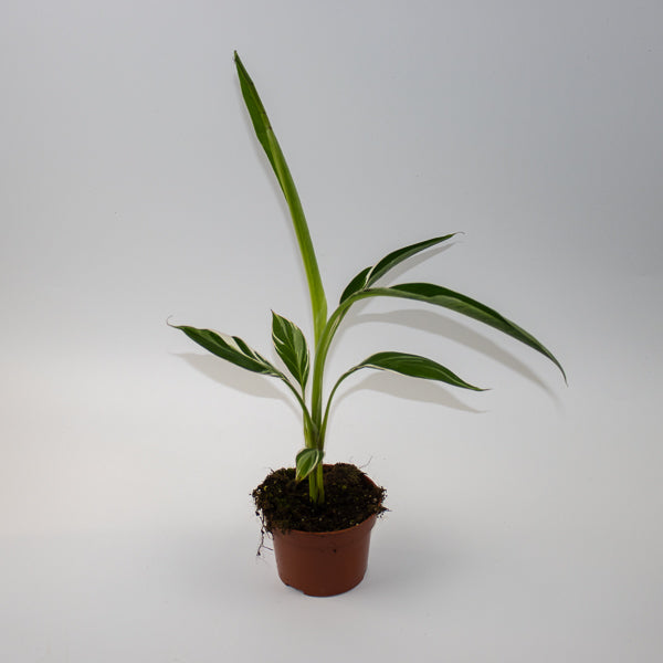 Musa Florida Variegata  Ø10.5cm H35cm