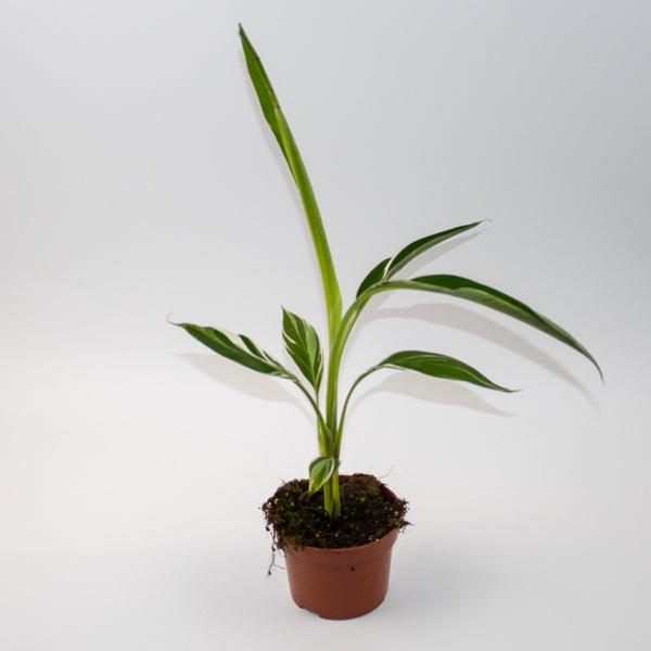 Musa Florida Variegata  Ø10.5cm H35cm