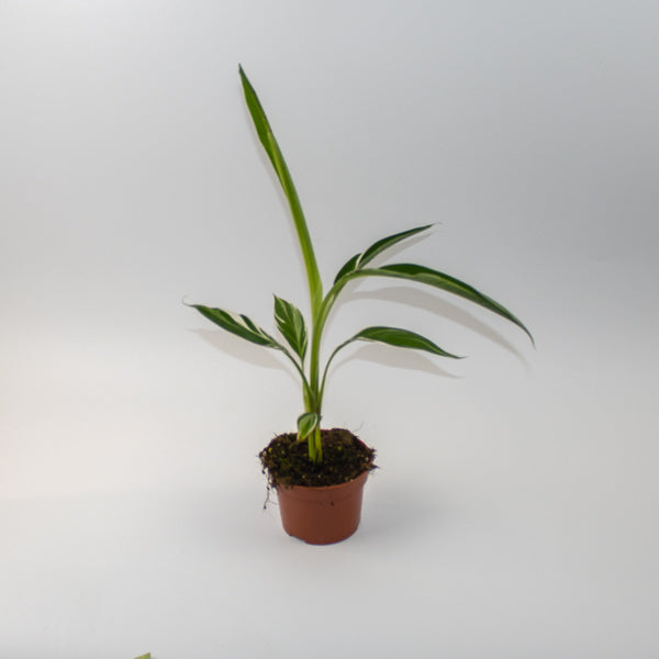 Musa Florida Variegata  Ø10.5cm H35cm