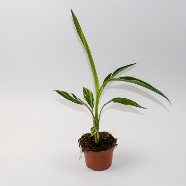 Musa Florida Variegata  Ø10.5cm H35cm