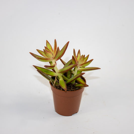Chlorophytum orchidastrum Fire Flash Ø12cm H45cm