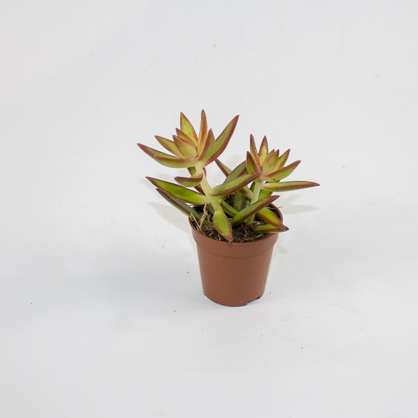 Chlorophytum orchidastrum Fire Flash Ø12cm H45cm