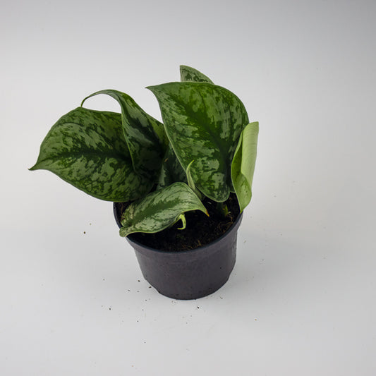 Scindapsus pictus Trebie