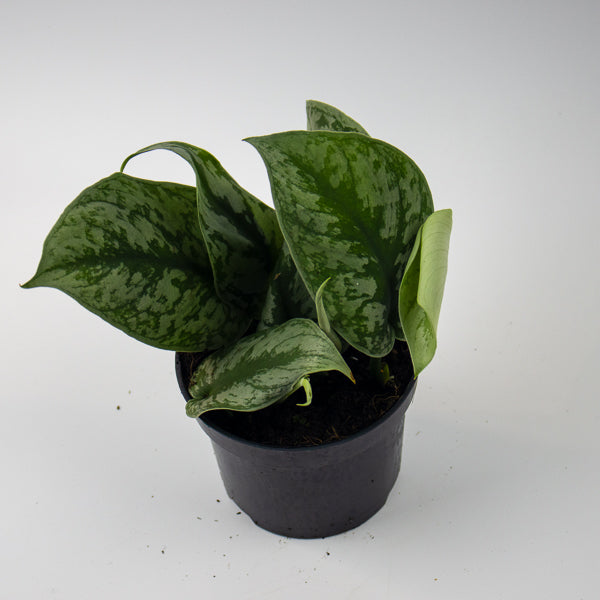 Scindapsus pictus Trebie Ø12cm H25cm