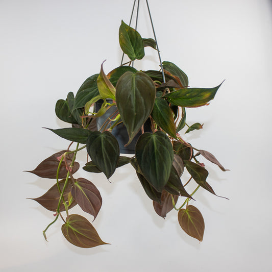 Philodendron scandens sub Micans  Ø15cm H35cm