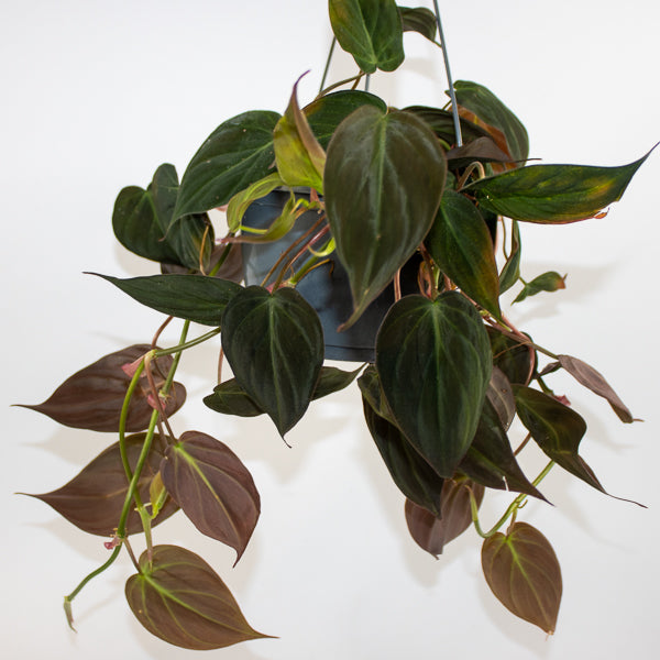 Philodendron scandens sub Micans  Ø15cm H35cm