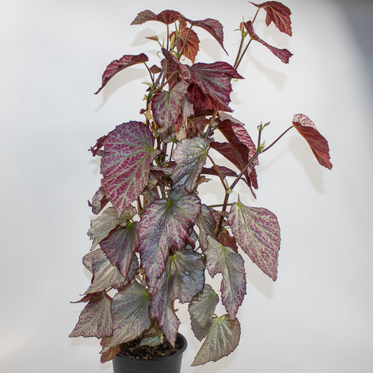 Begonia Two Face Ø14cm H60cm
