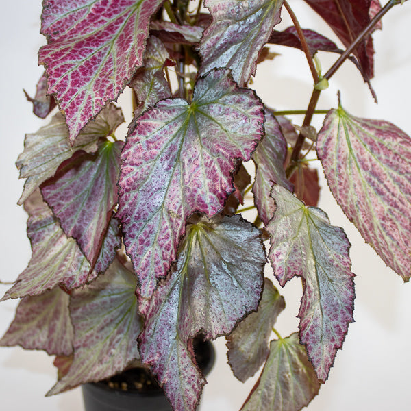 Begonia Two Face Ø14cm H60cm