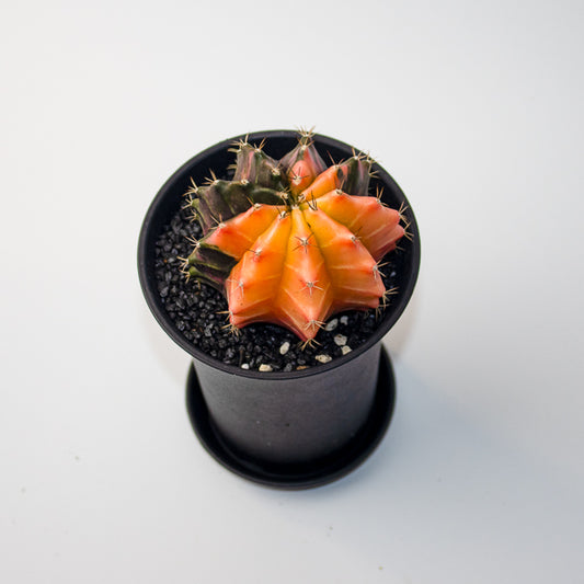Gymnocalycum mix Variegated