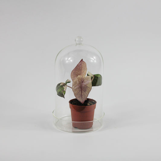 Glass Dome With Saucer Small