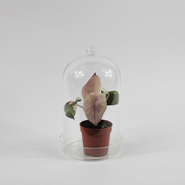 Glass Dome With Saucer Small