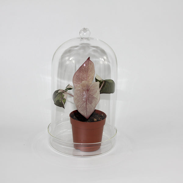 Glass Dome With Saucer Small