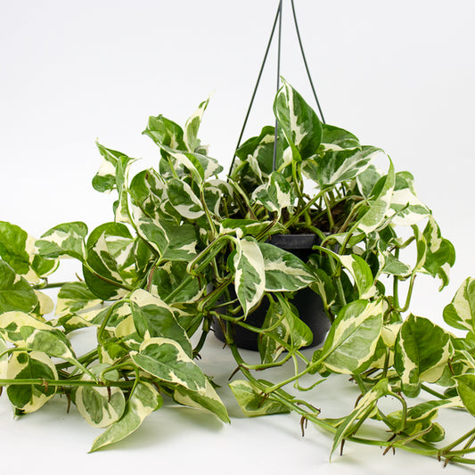 Epipremnum aureum Njoy