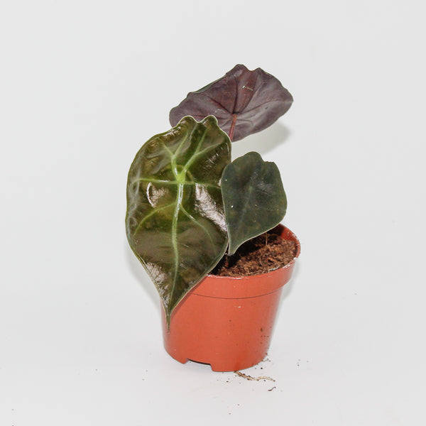 Alocasia suhirmaniana 'Red Petiole'