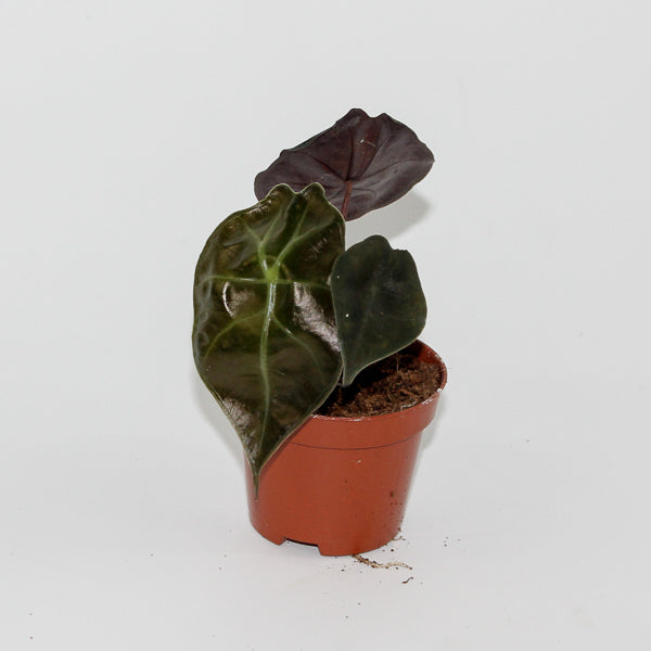 Alocasia Suhirmaniana Red Petiole Ø6cm H10cm