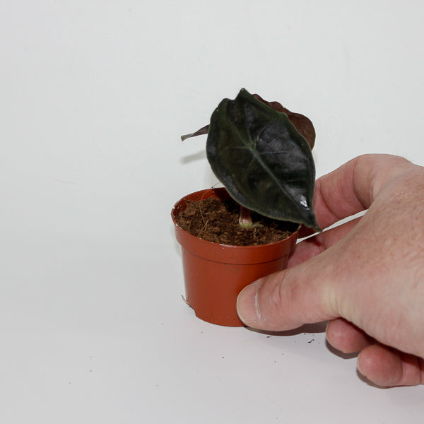 Alocasia Suhirmaniana Red Petiole Ø6cm H10cm