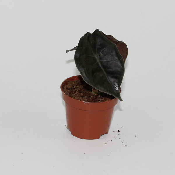 Alocasia Suhirmaniana Red Petiole Ø6cm H10cm
