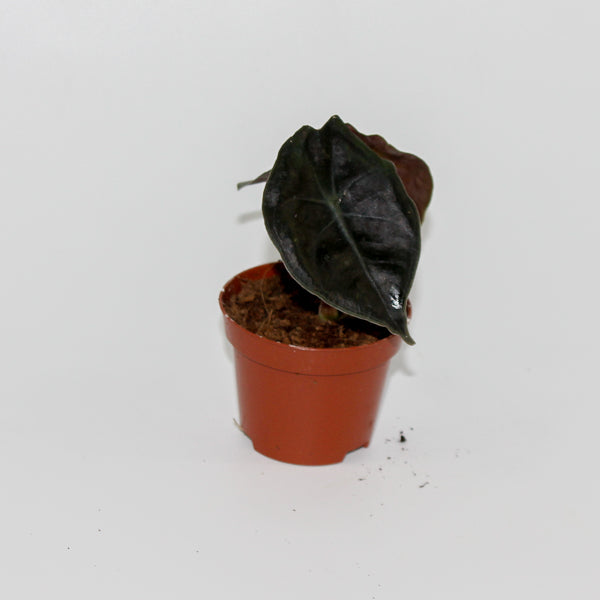 Alocasia Suhirmaniana Red Petiole Ø6cm H10cm
