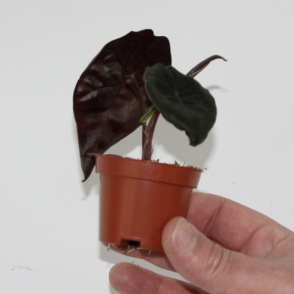 Alocasia Suhirmaniana Red Petiole Ø6cm H10cm