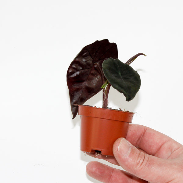 Alocasia Suhirmaniana Red Petiole Ø6cm H10cm