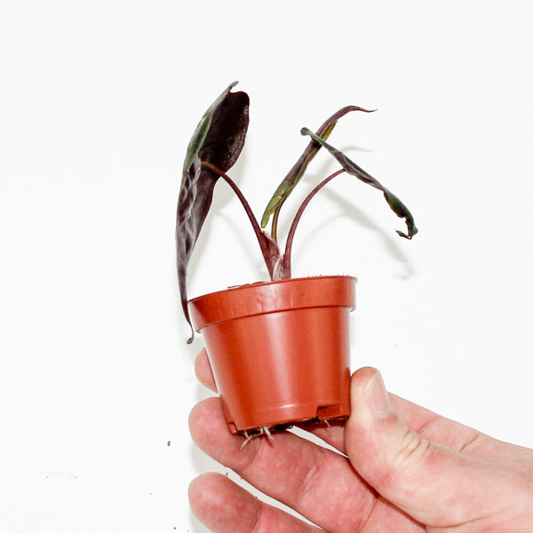 Alocasia Suhirmaniana Red Petiole Ø6cm H10cm