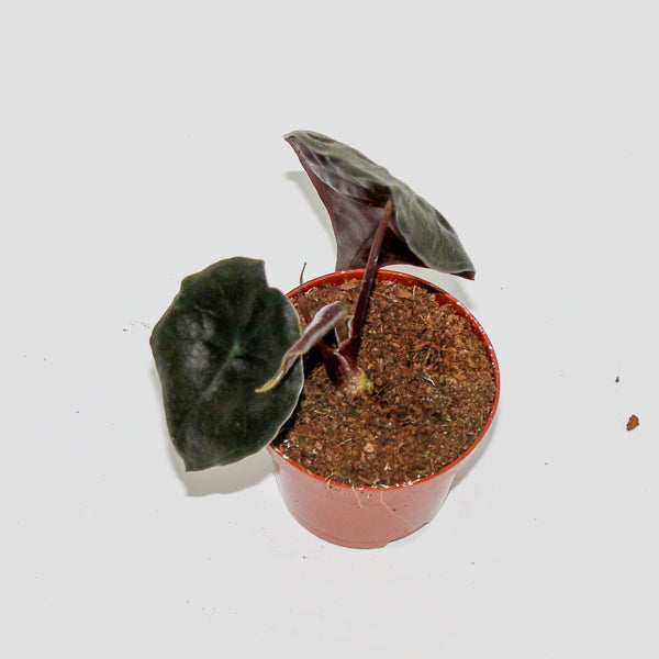 Alocasia Suhirmaniana Red Petiole Ø6cm H10cm
