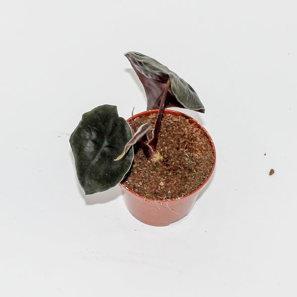 Alocasia Suhirmaniana Red Petiole Ø6cm H10cm