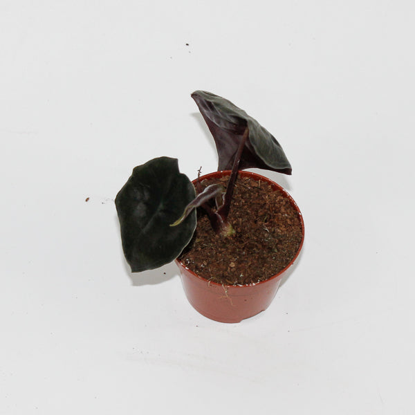 Alocasia Suhirmaniana Red Petiole Ø6cm H10cm
