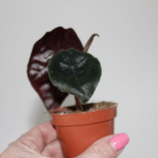 Alocasia Suhirmaniana Red Petiole Ø6cm H10cm