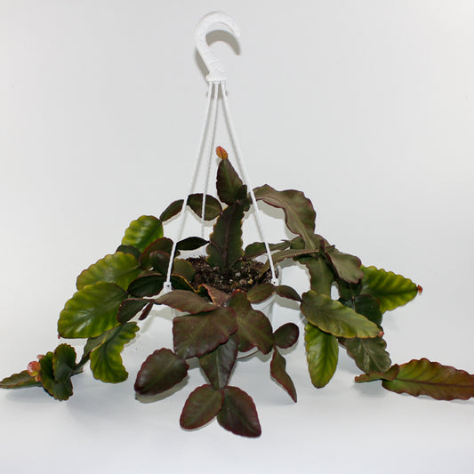 Rhipsalis elliptica (hanging plant) Ø18cm