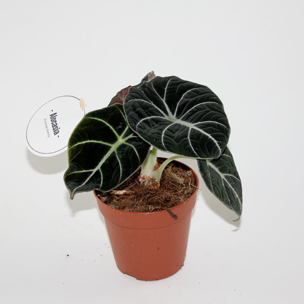 Alocasia Black Velvet Ø12cm H25cm