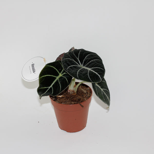 Alocasia Black Velvet Ø12cm H25cm