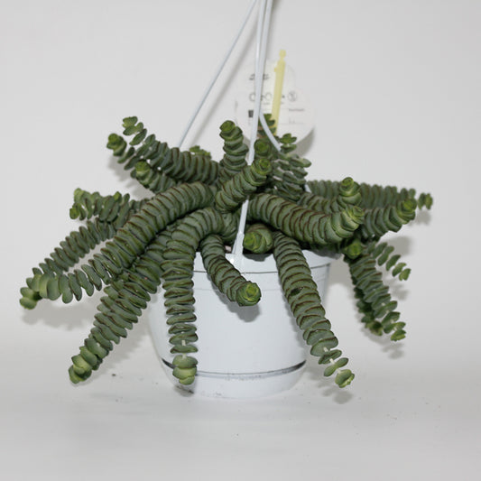 Crassula marnieriana Ø14cm H30cm