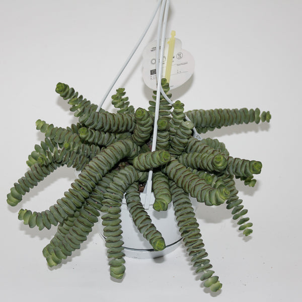 Crassula marnieriana Ø14cm H30cm