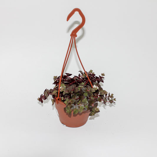 Crassula marginalis Ø12cm H15cm