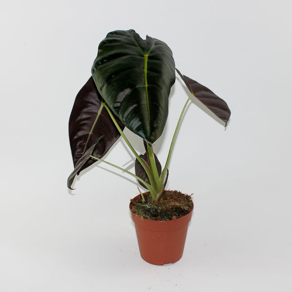 Alocasia Golden Bone Ø12cm H35cm