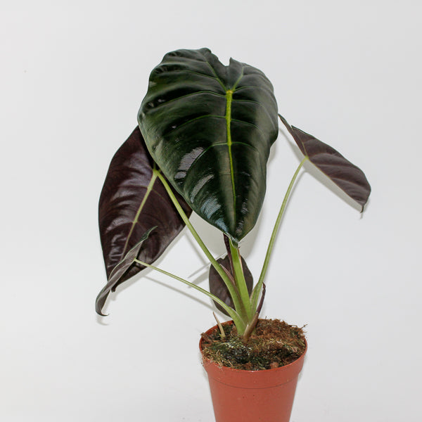 Alocasia Golden Bone Ø12cm H35cm