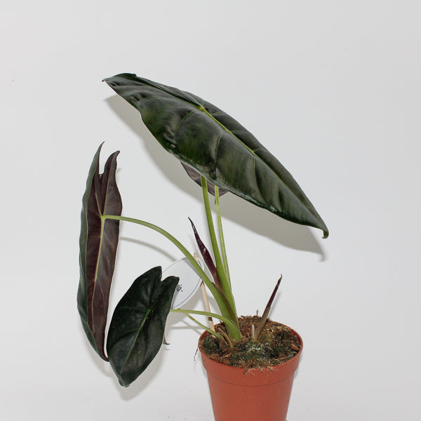 Alocasia Golden Bone Ø12cm H35cm