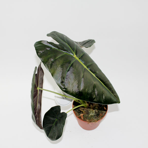 Alocasia Golden Bone Ø12cm H35cm