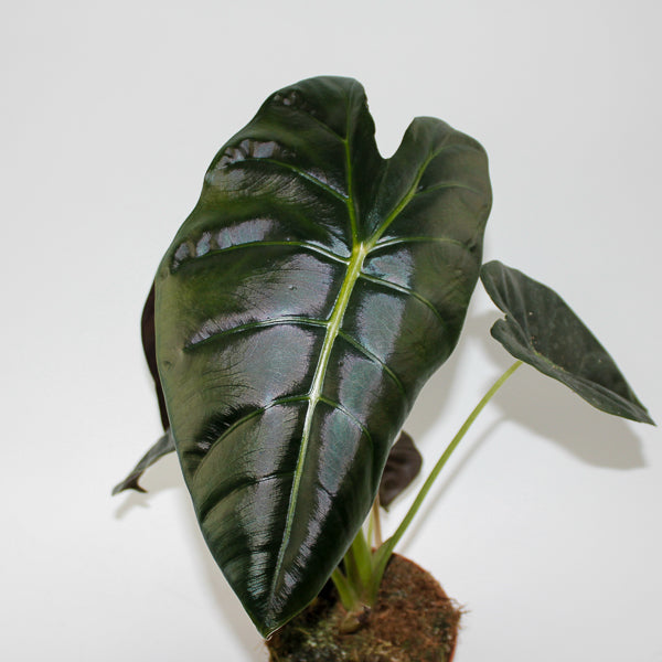 Alocasia Golden Bone Ø12cm H35cm