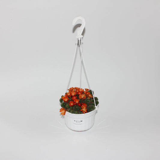 Rebutia fabrisii  (Hanging Plant) Ø14cm