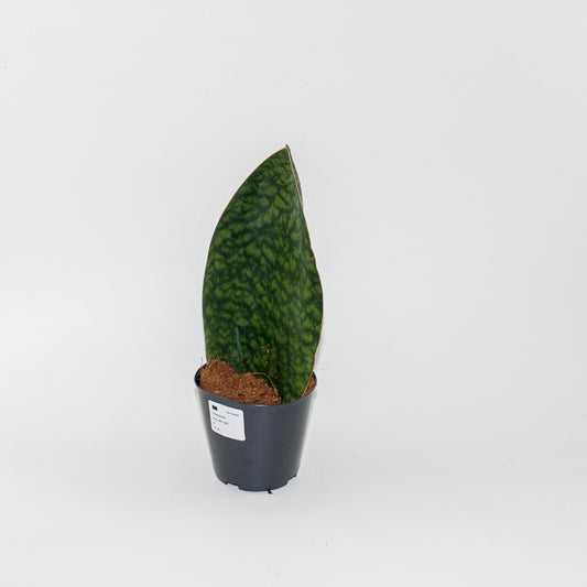 Sansevieria Masoniana Whale Fin Ø12cm H30cm