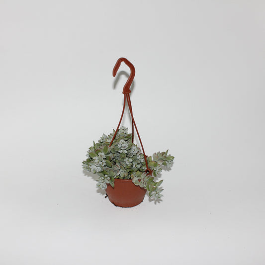 Cotyledon Pendens Ø12cm H25cm
