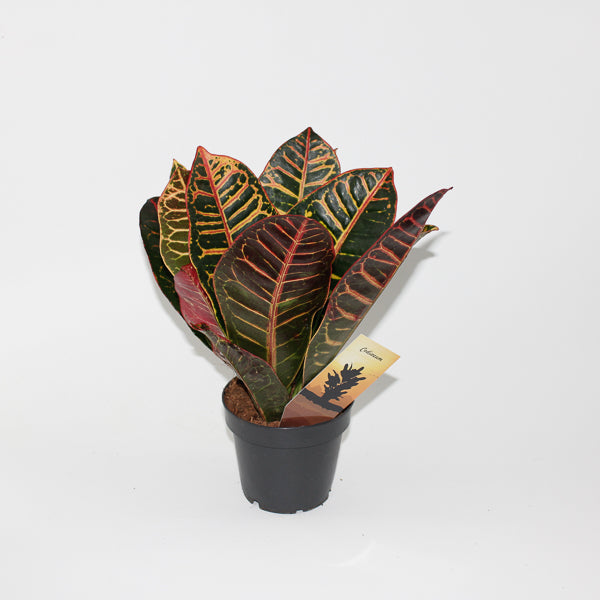 Codiaeum variegatum Petra head Ø12cm H30cm