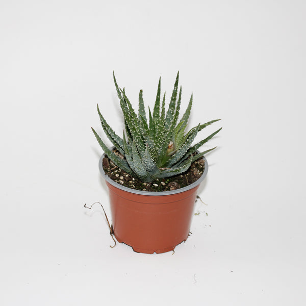 Aloe humilis