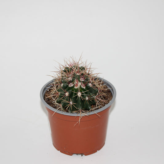 Ferocactuss stainesii Ø12cm