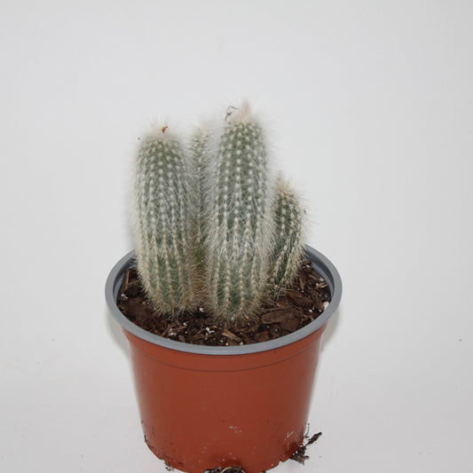 Cleistocactus strausii Ø12cm