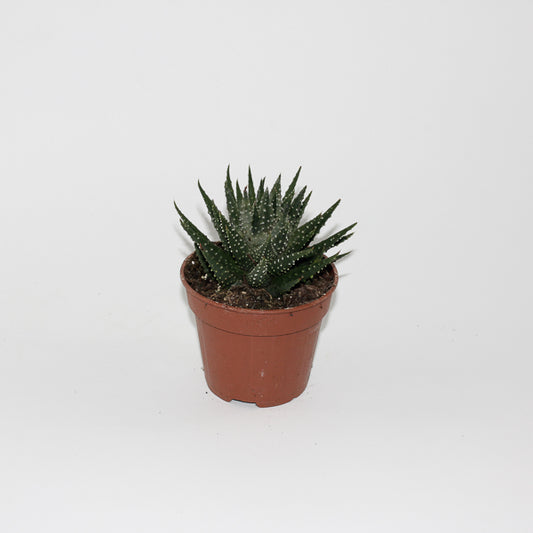 Hawthoria pumila Ø12cm