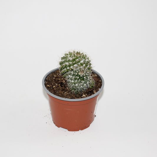 Mammillaria nejapensis Ø12cm